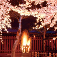 宵の桜 照らす篝火の温かさ
