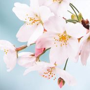 初々しさは 薄紅の桜の如く