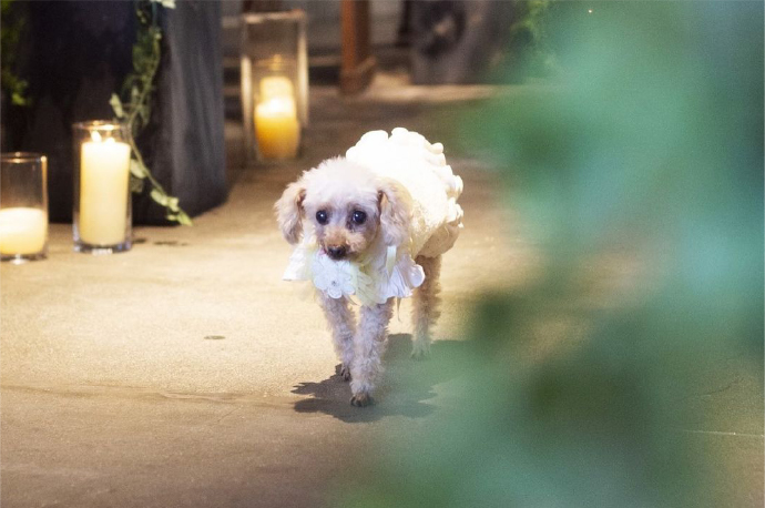 ペットも一緒に！3